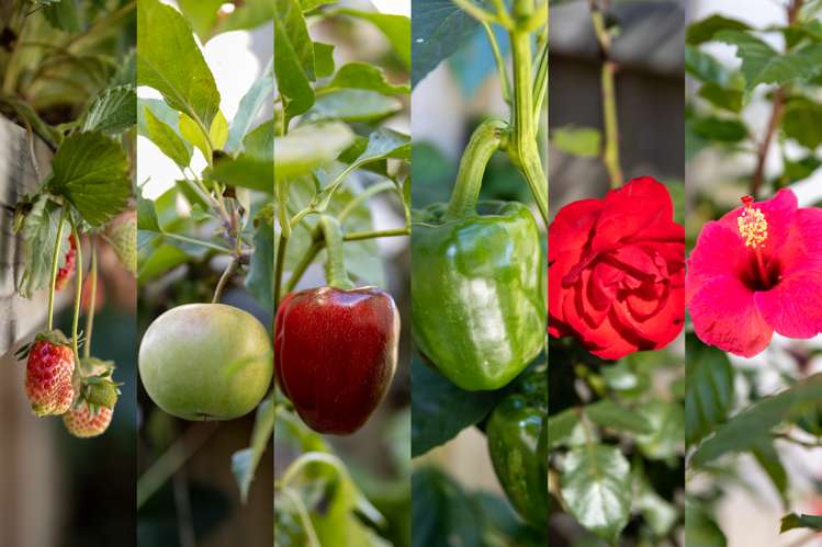 77 Bert Wall Drive Omokoroa_17