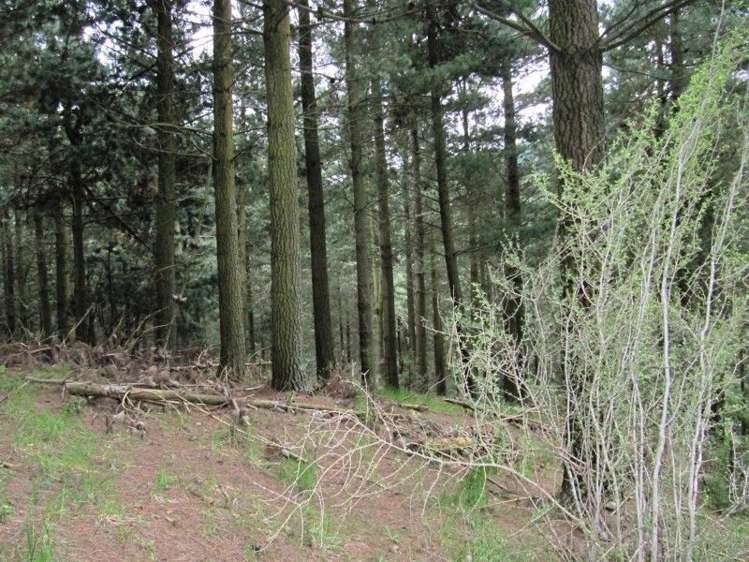 2213 Te Moana Road Geraldine_5