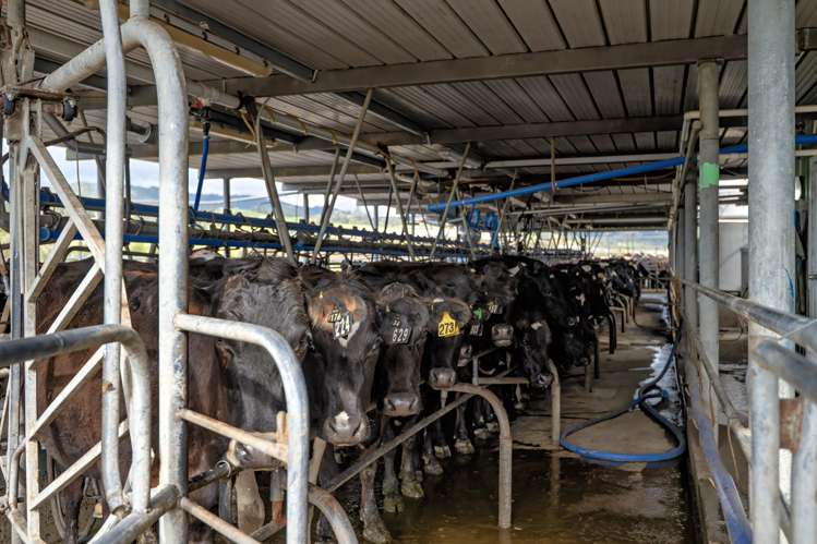 Brooklyn Farm, 126 McGinley Road Opotiki_1