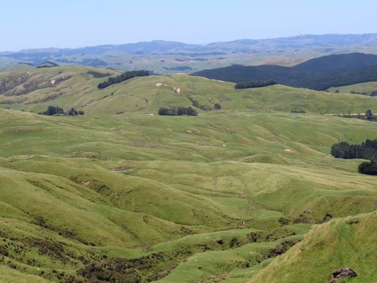 858 Oporae Road Weber_2