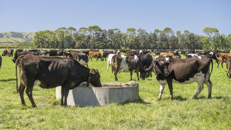 2556 State Highway 53 Martinborough_2