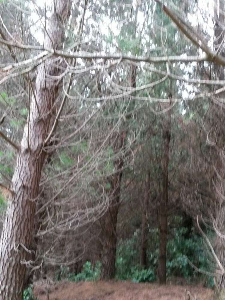 53a Boar Bush Gully Road Featherston_3