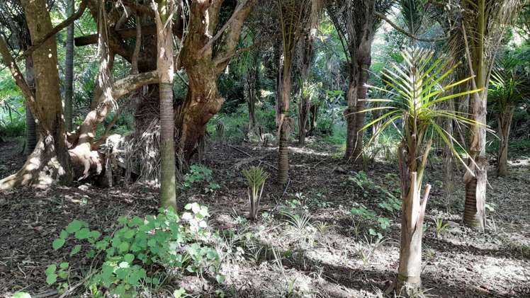 746 Parapara-Toatoa Road Taipa_24