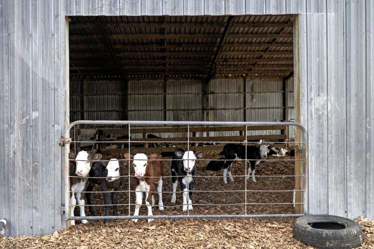 Brooklyn Farm, 126 McGinley Road Opotiki_11