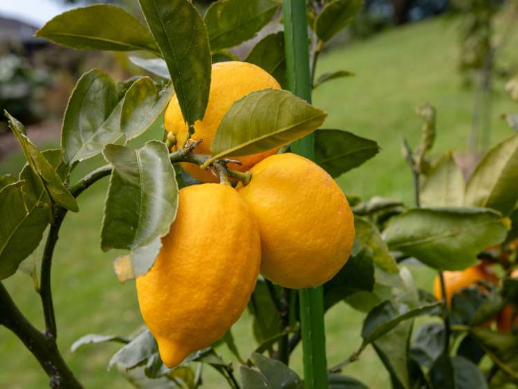 213 Upland Road Aongatete_28