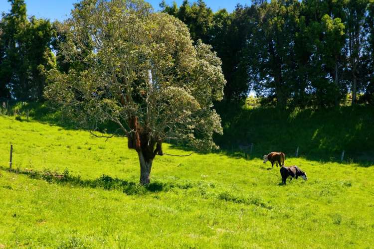 374 Youngson Road Whakamarama_23