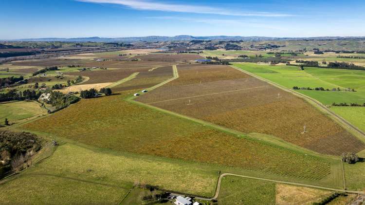 Colefield Vineyard, Aorangi Road Maraekakaho_7