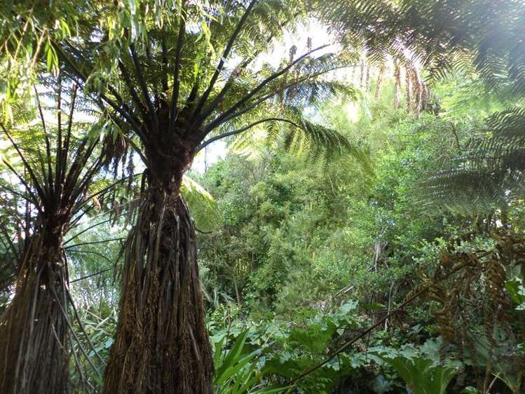 10 Angus Lane Waihi Beach_12