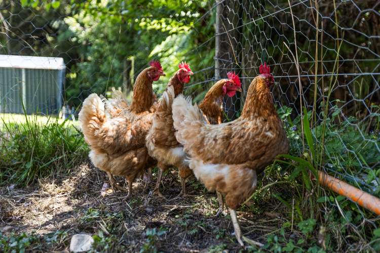 86a Upper Waiwera Road Puhoi_12