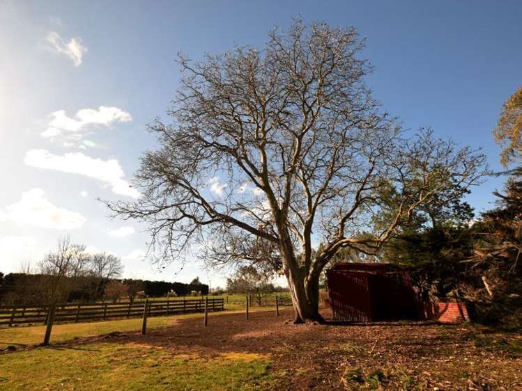 46 Templer Street Geraldine_15