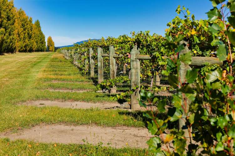 253 Mackenzies Road Waipara_17