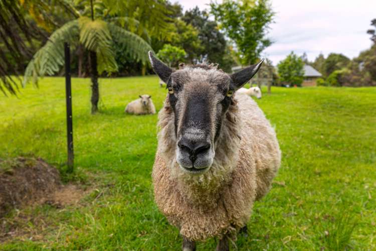 278a Forest Hill Road Waiatarua_32