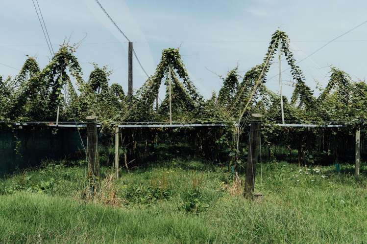 206 Awaiti South Road Otakiri_16