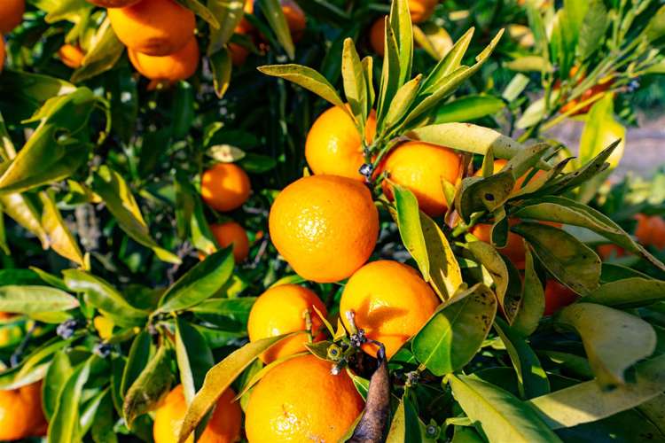 52 Polstead Road Stoke_25