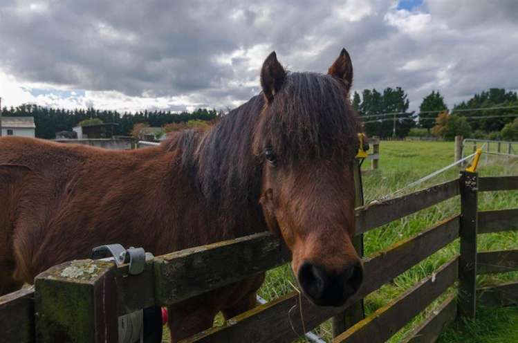 217 Norfolk Road Carterton_0