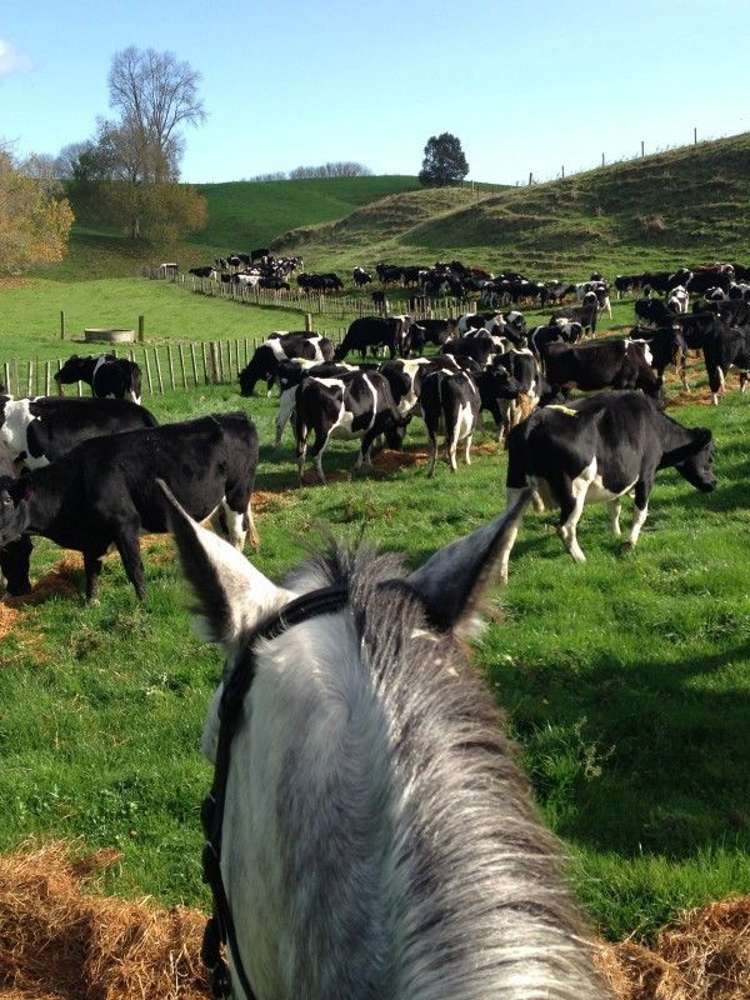 53 Worth Road Putaruru_8