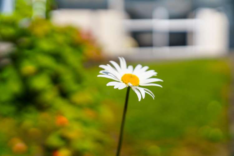 73 Rodney Street Wellsford_19