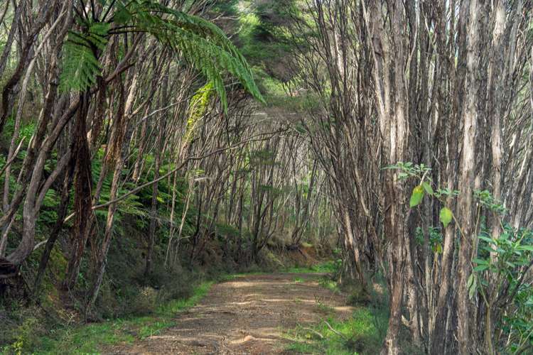 425n Boat Harbour Road Whenuakite_35