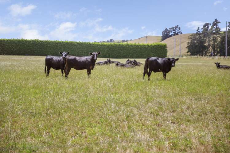 1944 State Highway 63 Wairau Valley_37