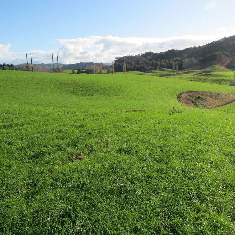 Waitomo Caves Road Waitomo_12