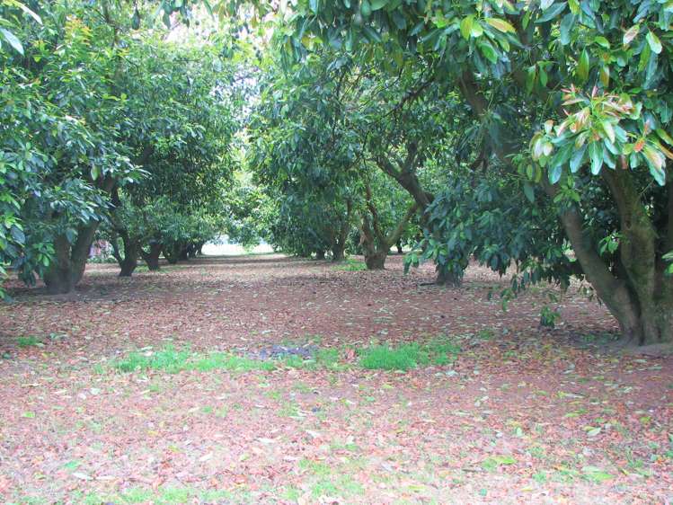 166 Young Road Paengaroa_10