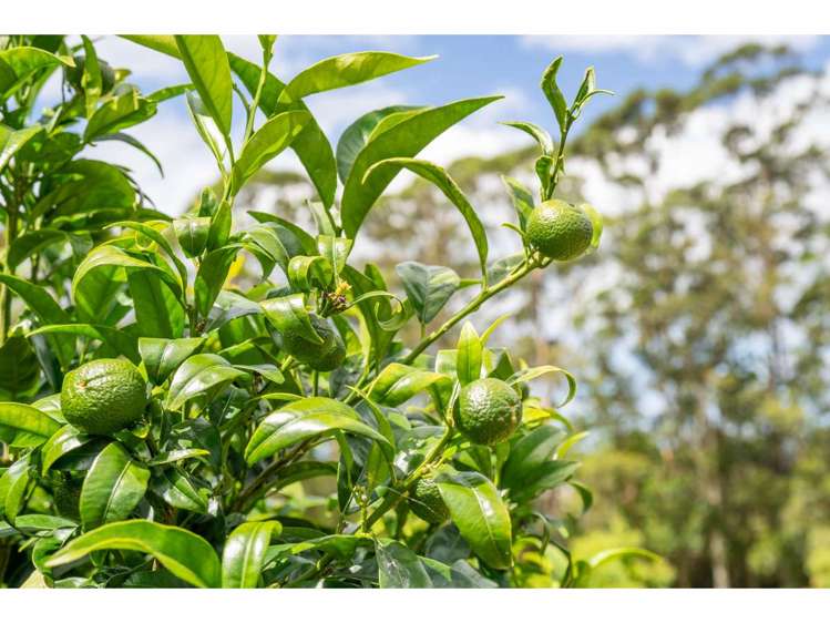 91a Conifer Lane Kerikeri_23