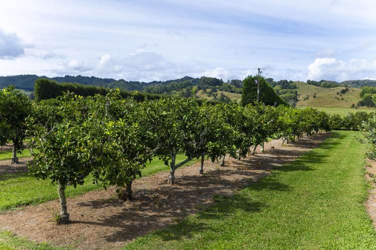 1084 Back Ormond Road Waerengaahika_26