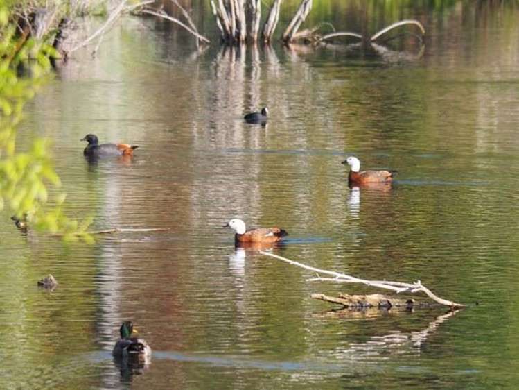 48 Lagoon Avenue Albert Town_18