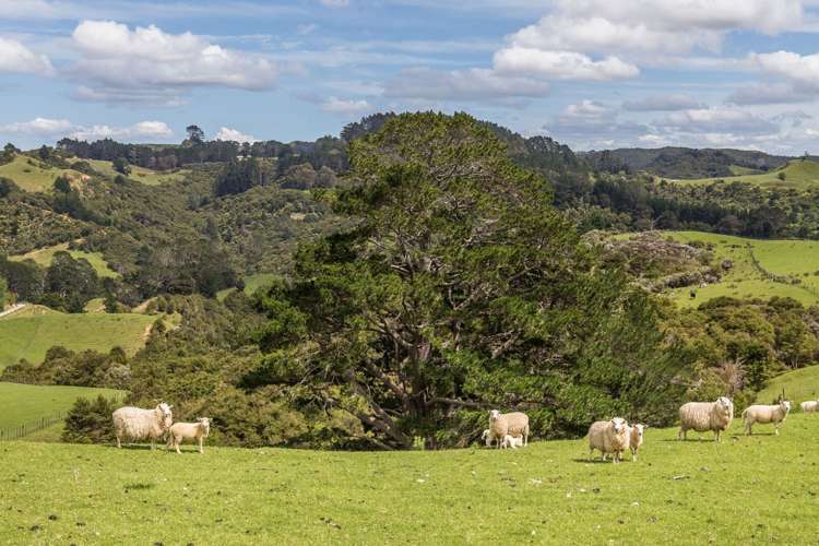 430 Krippner Road Puhoi_10