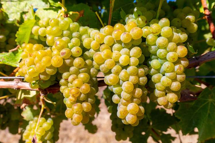 488 Delta Lake Heights Renwick_9