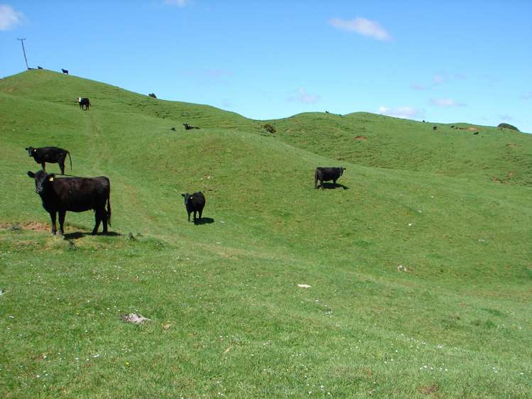 Mahoe Road Waitomo_12