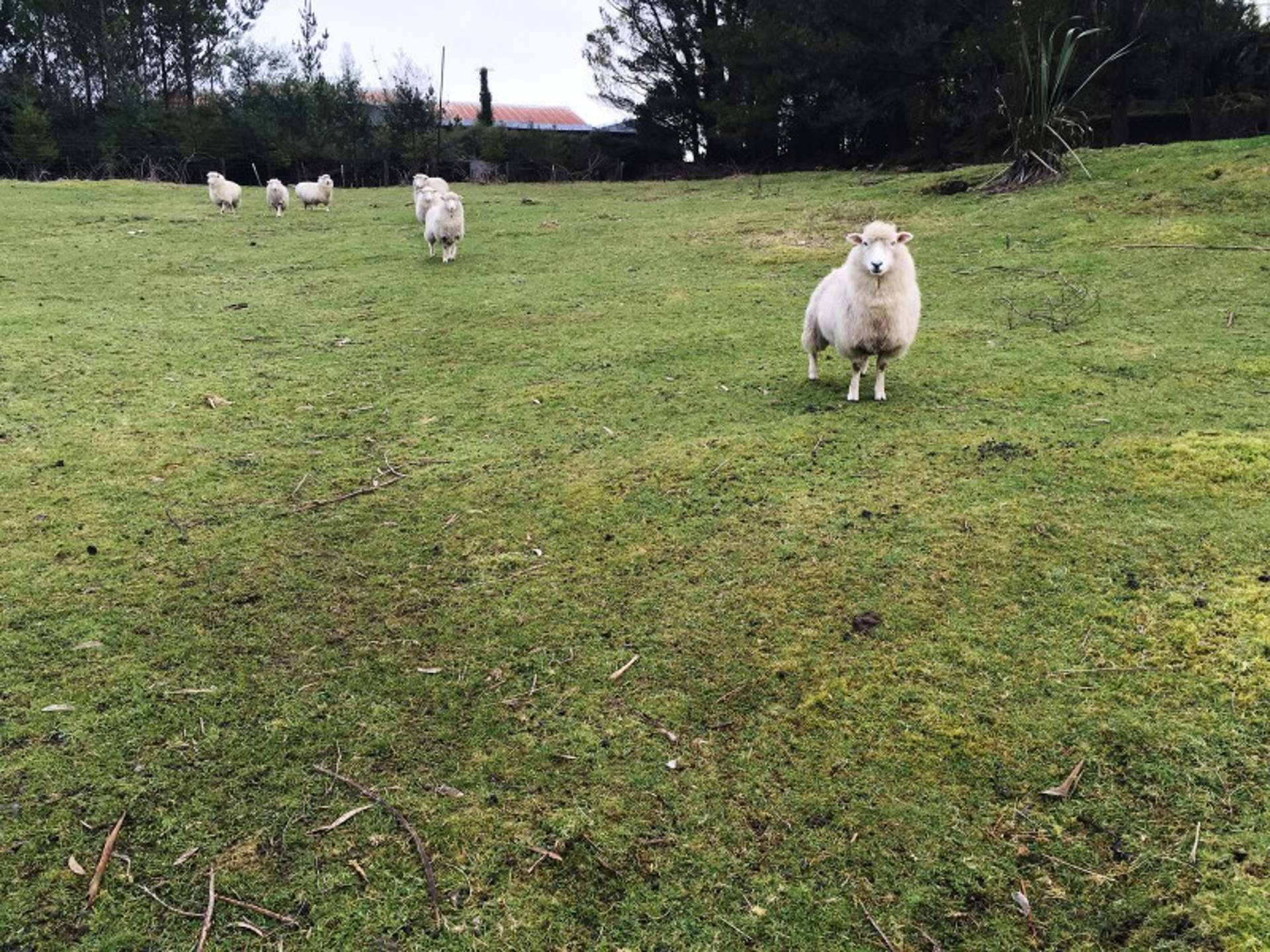 45 Kaponga Street Mamaku_0