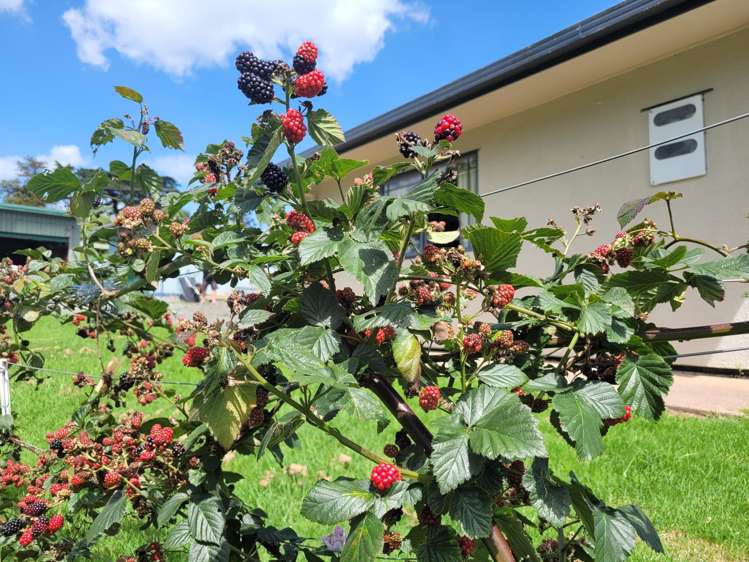 647 Pipiwai Road Matarau_15