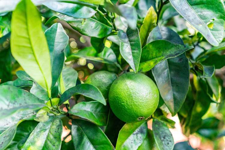 182 Corks Road Tikipunga_26