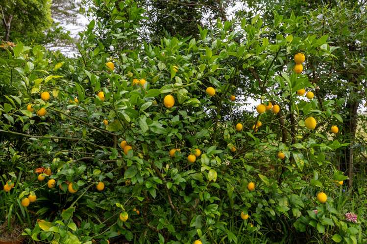 605 Whakapirau Road Whakapirau_12