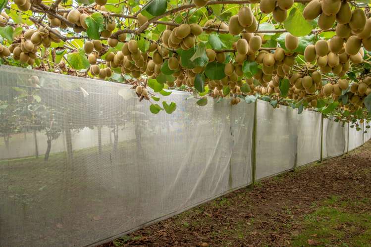 560 Belk Road Kaimai_6