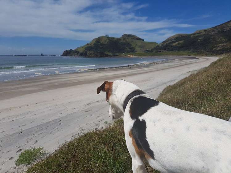 50a Mason Road Great Barrier Island (Aotea Island)_10