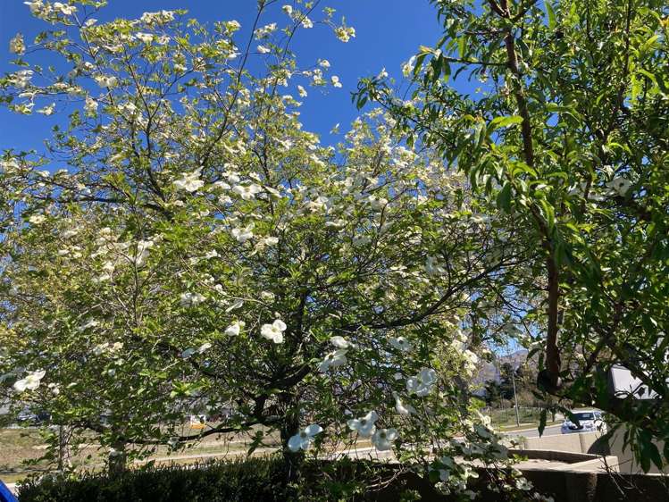 27 Gair Avenue Cromwell_22