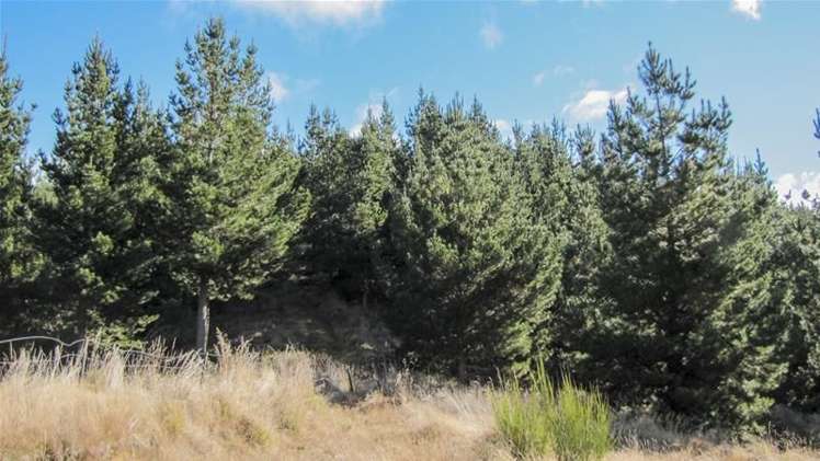 1234 Leatham Road Wairau Valley_7