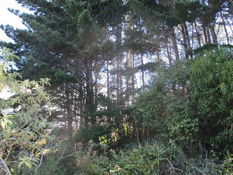 14 Kirkpatrick Street Kohukohu_5