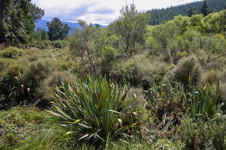 538 Waiwhero Road Ngatimoti_20
