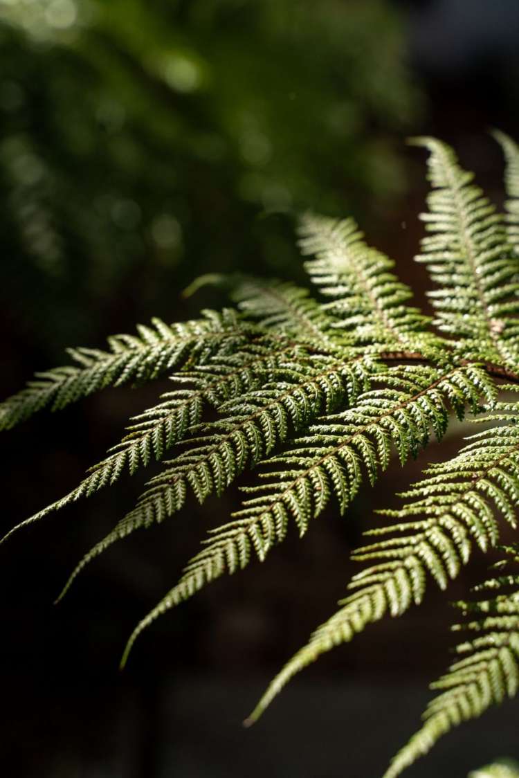 89 Oakhampton Street Hornby_28