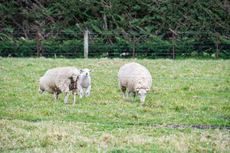 45 Armack Drive Rolleston_38