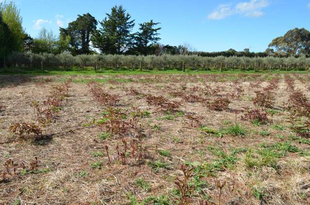 83 Boundary Road Upper Plain_2