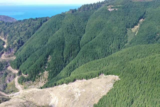 Queen Charlotte Forest, Onapua Bay Marlborough Sounds_1