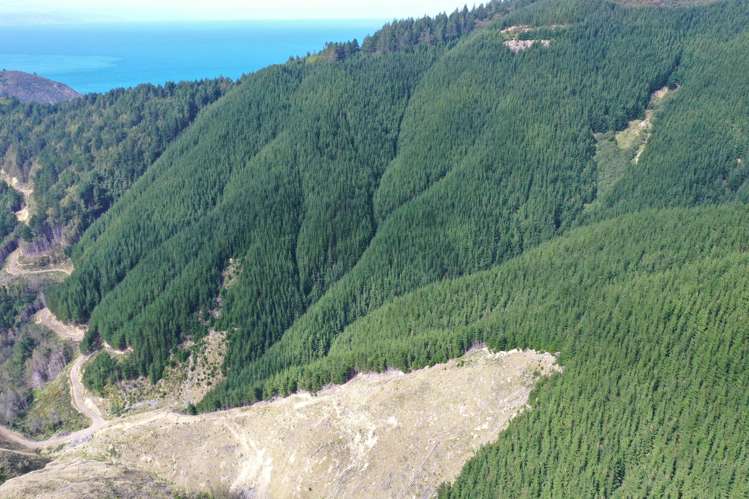 Queen Charlotte Forest, Onapua Bay_1