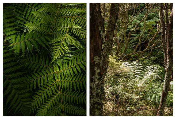 49 Mangotahi Road Thames_30