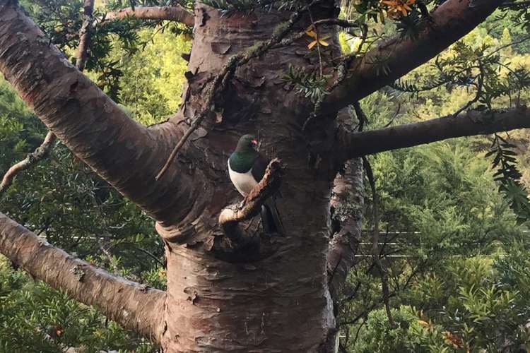 8 Takahe Road Titirangi_18