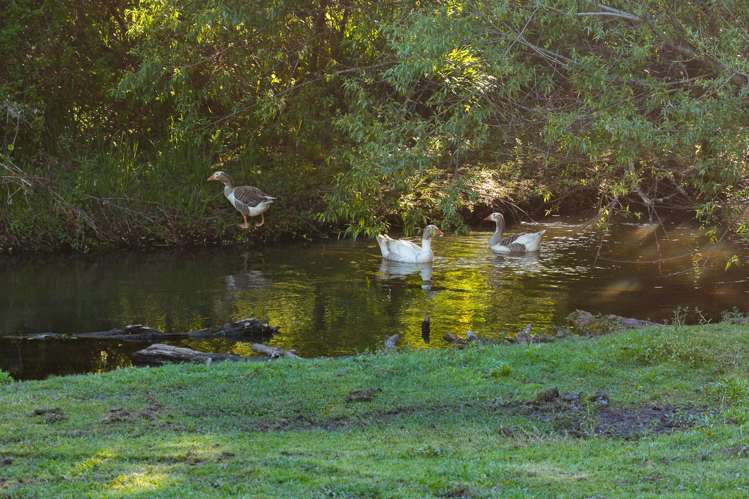 5B Woodcock Road Tamahere_36