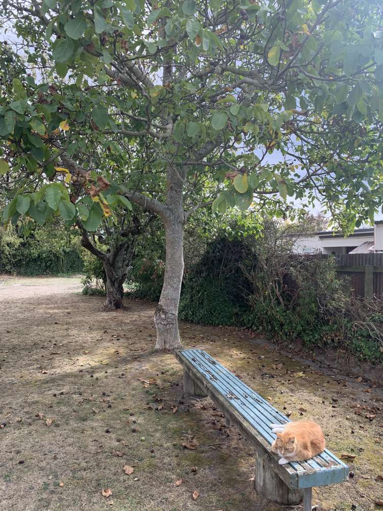 188 Colombo Road Masterton_20